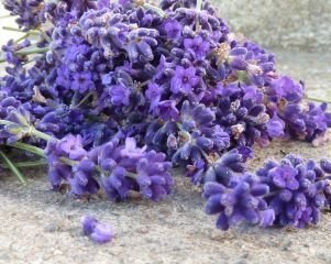 Lavendel - Botanikan